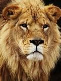 Wild life